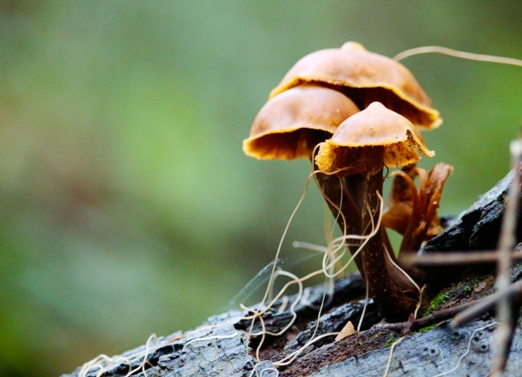 Toadstools growing from a rotting log