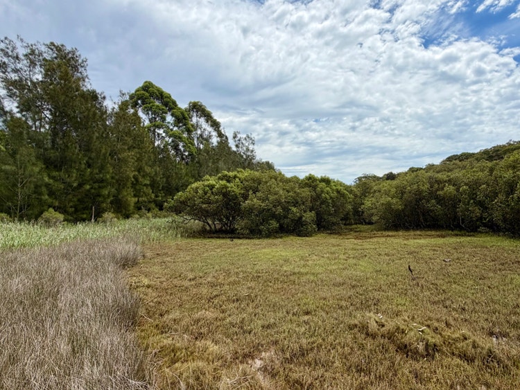 Open saltmarsh with mangroves and tall trees under a cloudy sky.