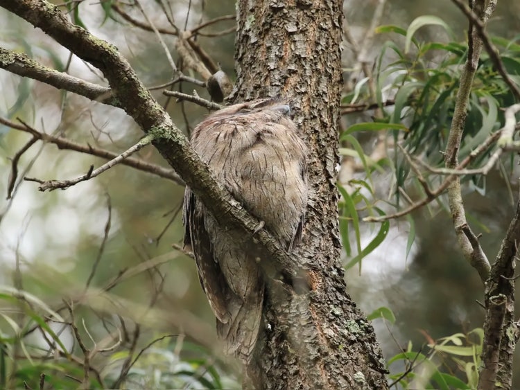 Tawny frogmouth on a tree branch. The feathers blend into the colour and texture of the bark.