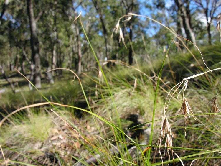 Kangaroo grass with long narrow leaves and clusters of seeds shaped like a kangaroo's head