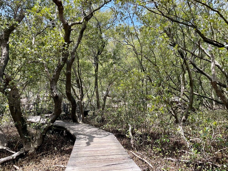 Grey mangrove trees growing in mud covered in pencil like roots and small seedlings protruding from the mud. A timber boardwalk traverses the area.