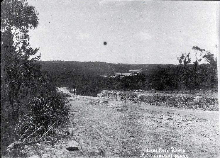 A dirt road with bushland surrounding it