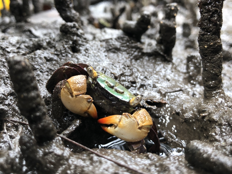 A red-fingered marsh crab on wet mud