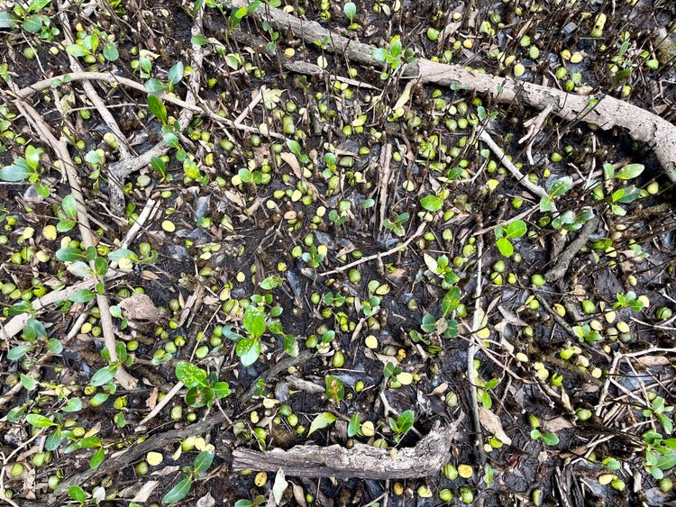 Oval shaped green seeds lying on top. of mud trapped by pencil roots standing vertically in the mud