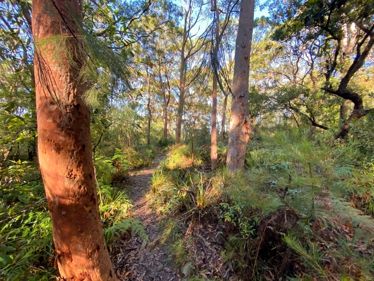 Eucalyptus forest with Sydney red gum trees, hair pin banksia shrubs and bracken fern and grasses growing on the ground layer
