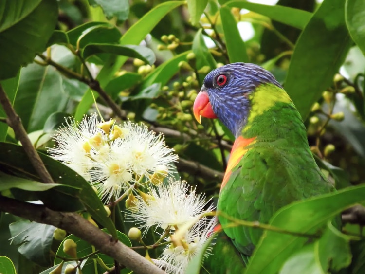 Rainbow lorikeet feeding on gum blossom's