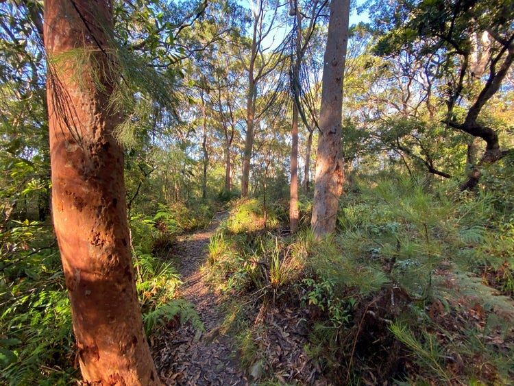 Eucalyptus forest with Sydney red gum trees, hair pin banksia shrubs and bracken fern and grasses growing on the ground layer