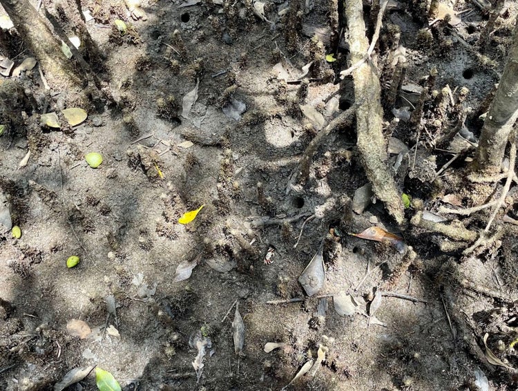 Mud with holes, dead leaves and sticks, pencil roots and a crab beside a hole.