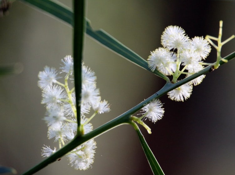 Wattle with small round fluffy flowers and narrow long leaves