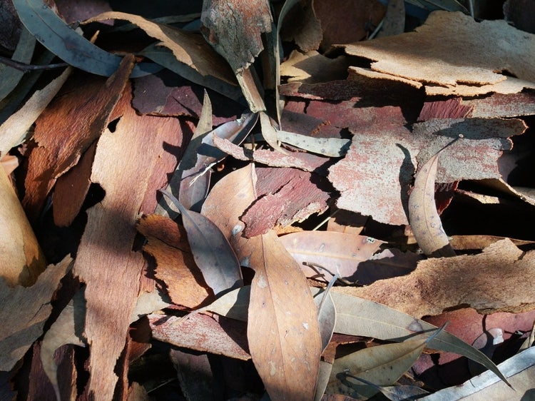 Leaf litter comprised of fallen leaves and pieces of bark