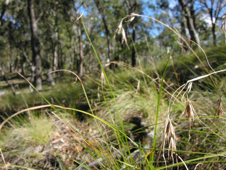 Kangaroo grass with long narrow leaves and clusters of seeds shaped like a kangaroo's head