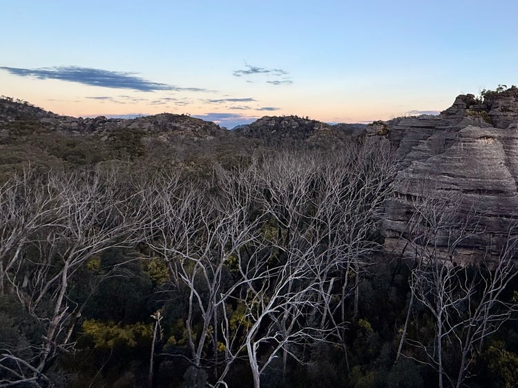 The skeltons of gum trees provide habitat for native animals.