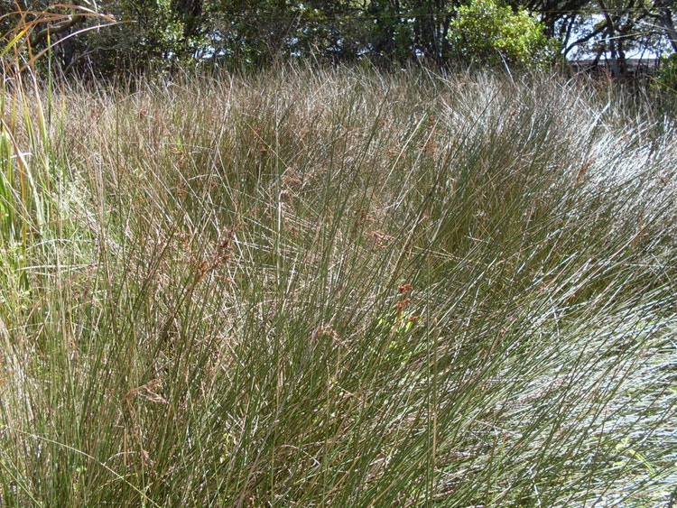 Dense clump of tall rushes growing beside the water.