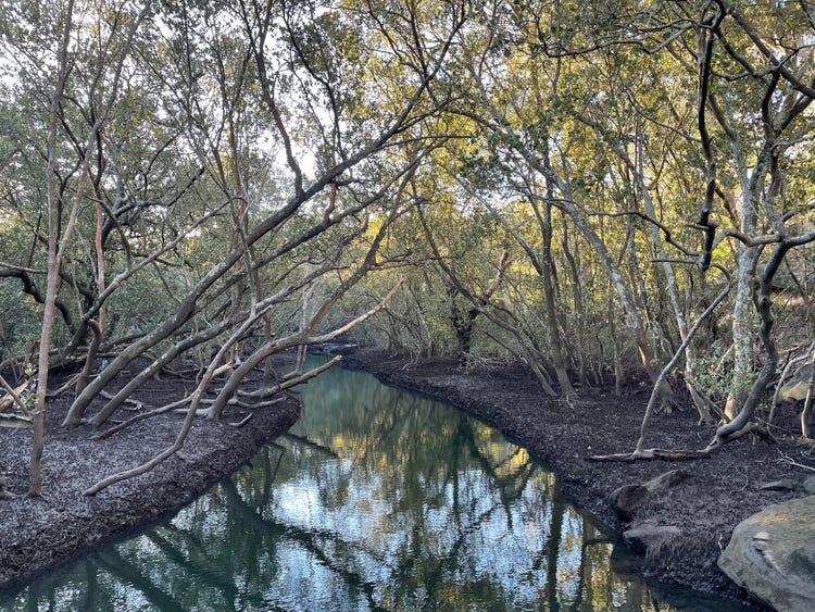 Tall grey mangrove trees line the shores of a narrow creek. The banks have intertwined mangrove roots and protruding pencil like roots.