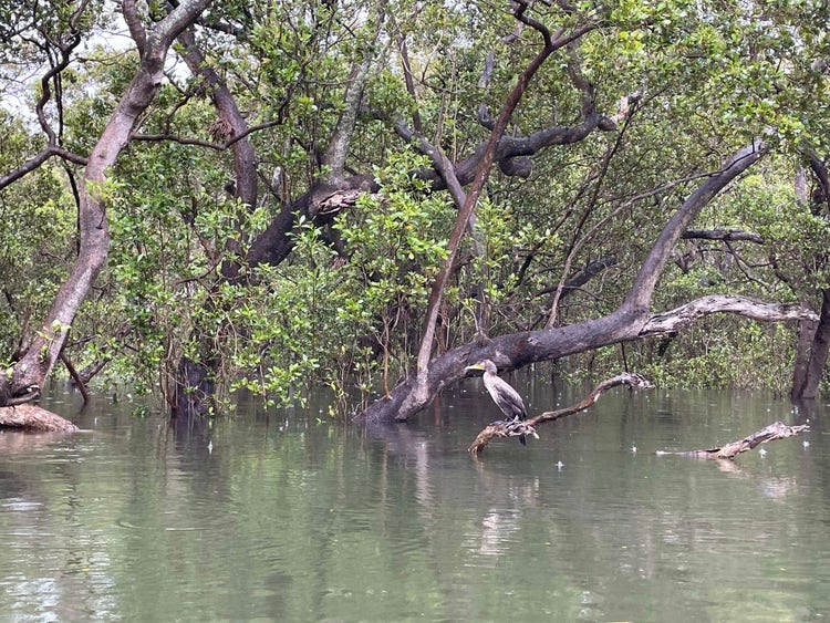 Cormorant bird with hooked beak perched on a horizontal fallen branch in a forest of mangrove trees