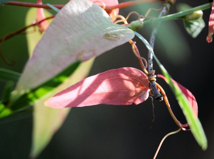 Vine with elongated heart-shaped leaves