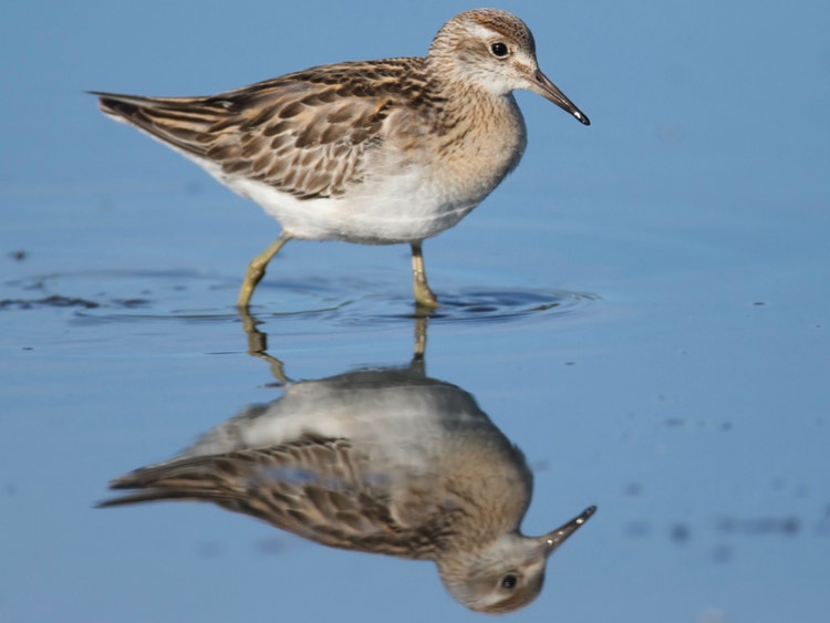 Small shorebird wading in shallow water with its reflection.