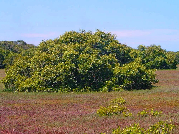 Mangrove trees surrounded by low saltmarsh plants.