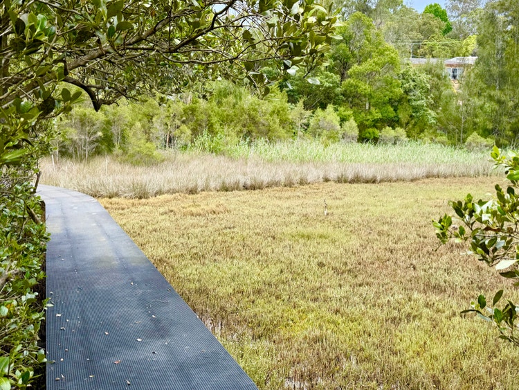 Boardwalk over low salt marsh plants.