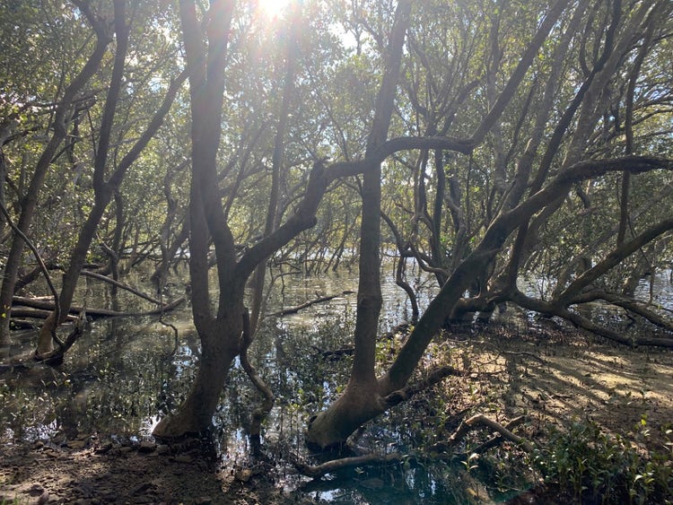 Mature mangrove trees with thick low-growing and spreading branches