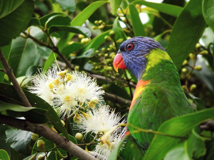 Rainbow lorikeet feeding on gum blossums