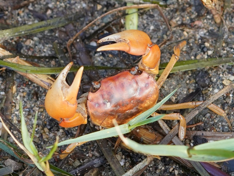 Crab with raised claws on wet sand and mud.