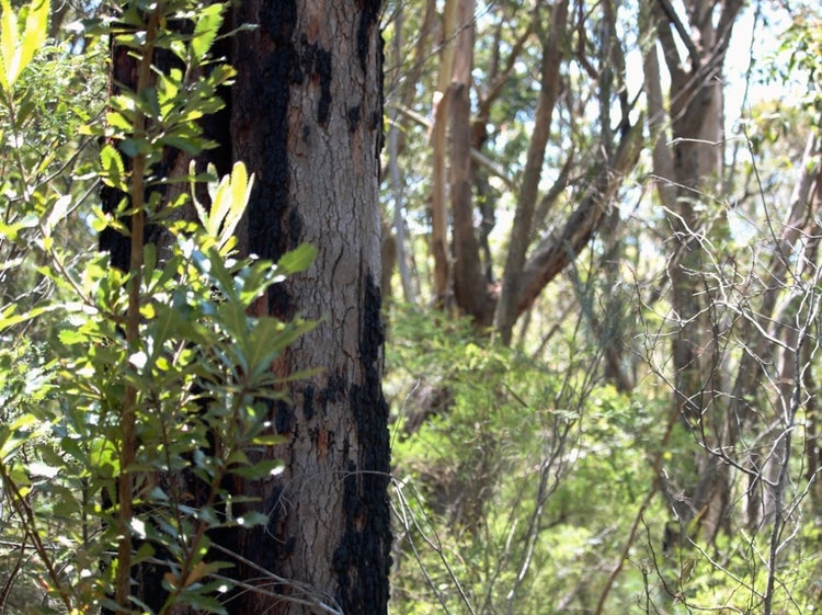Rough-barked tree trunk with charcoal patches on the bark. There are gum tree trunks in the background.