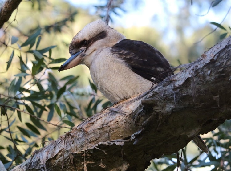 Kookaburra on a thick branch looking downwards