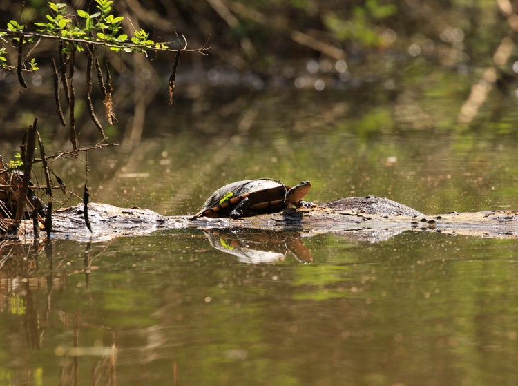 A turtle with a long neck, webbed feet with claws, on a log in a creek