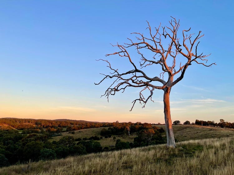 Dead tree with bare branches in a farm paddock