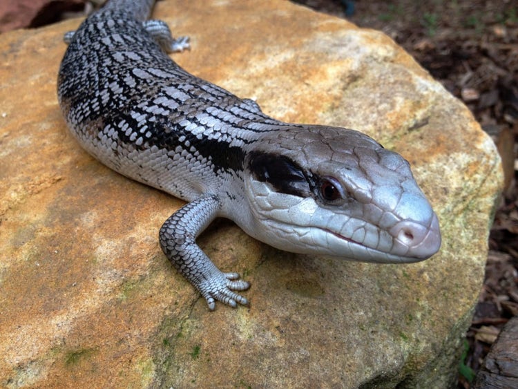 Blue tongue lizard lying on top of a rock