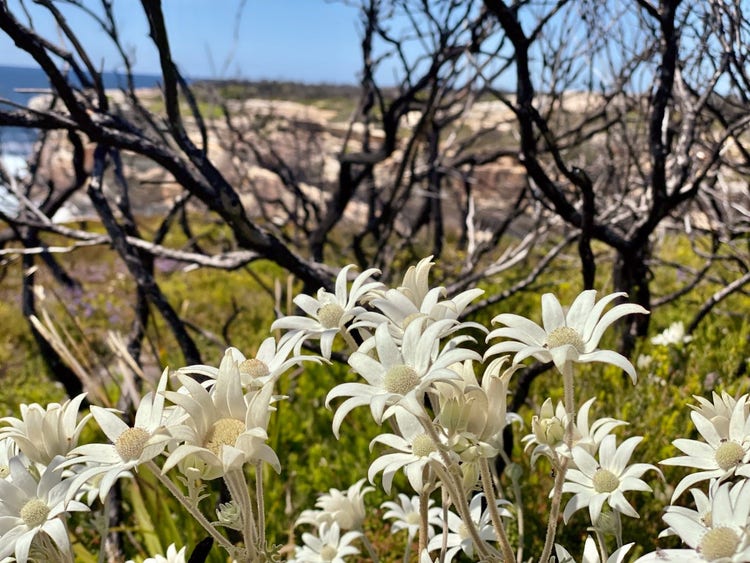 Flannel flowers growing on the ground.