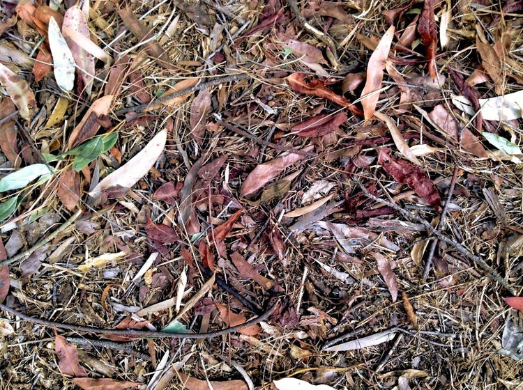 Leaf litter comprising fallen leaves, bark and twigs.