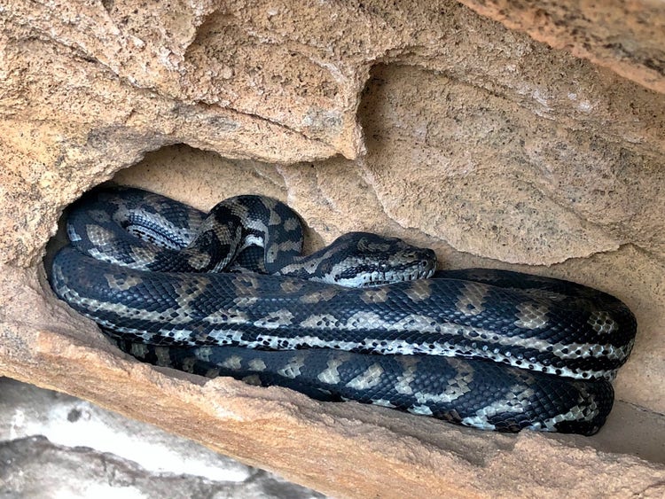 Python curled in an open sandstone crevice