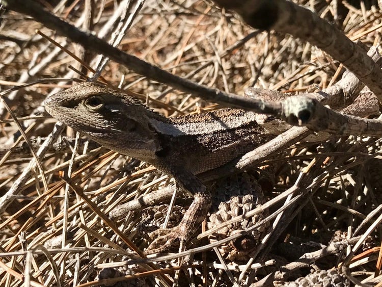 Lizard with roughly textured skin in sun on top of leaf litter. The lizard blends into the leaf litter.