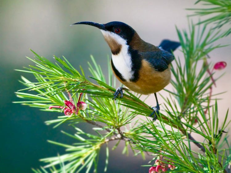 Eastern spinebill on a red spider flower