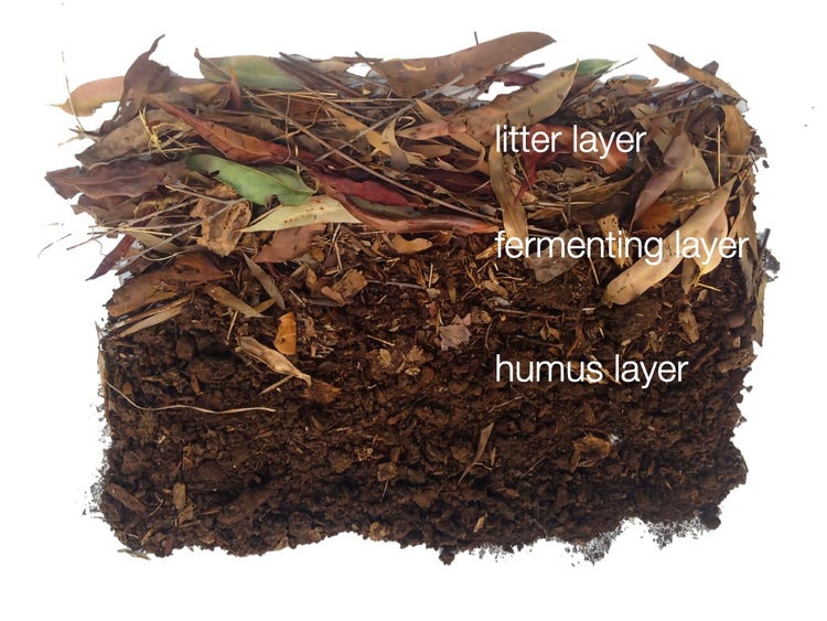 Leaf litter layers - humus at the bottom then fermenting layer and leaf litter layer on top.