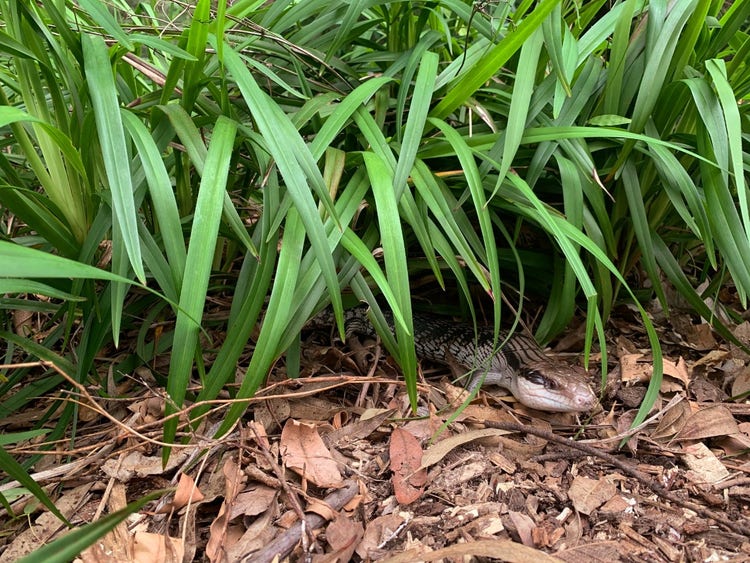 Blue tongue lizard on the ground using the shelter of long grassy plants.