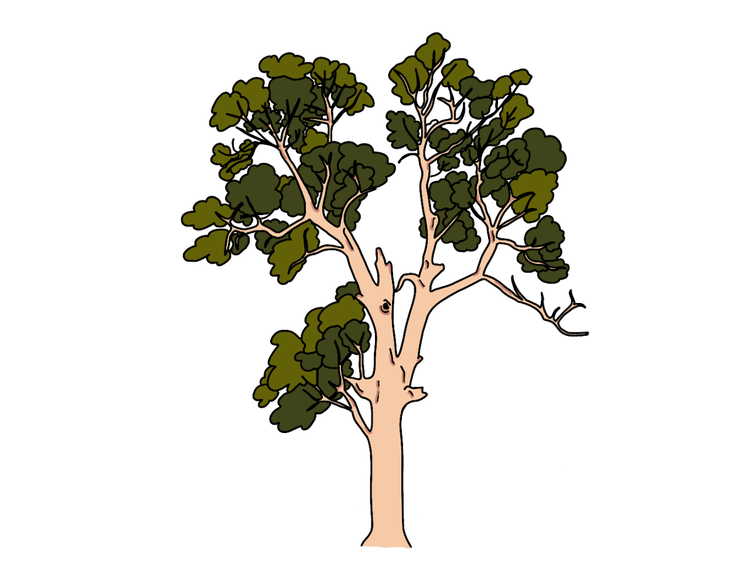 A Sydney red gum tree with a pink trunk and green leaves.