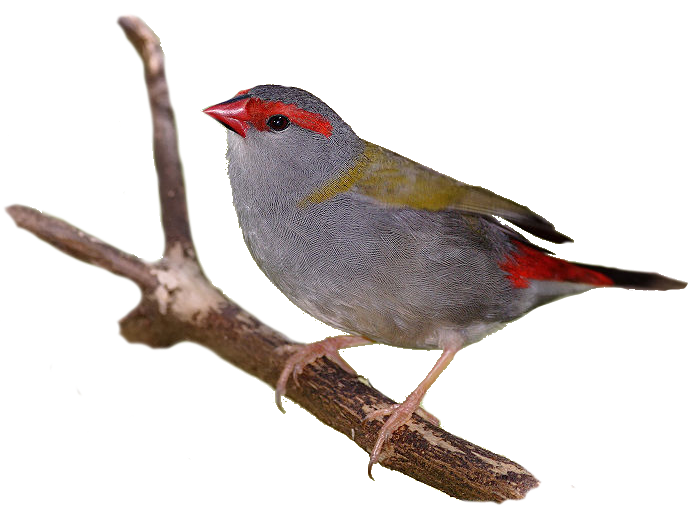 Small bird with a short triangle-shaped beak and red markings.