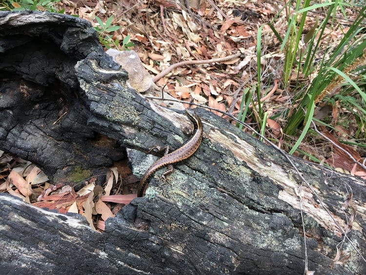 Skink lizard on a rotting log with a hollow on the ground