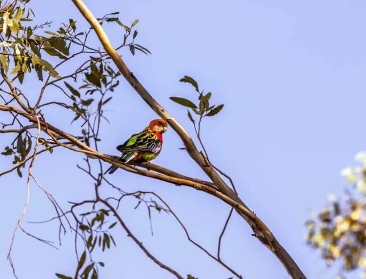 Colourful rosella perched on a branch of a gum tree