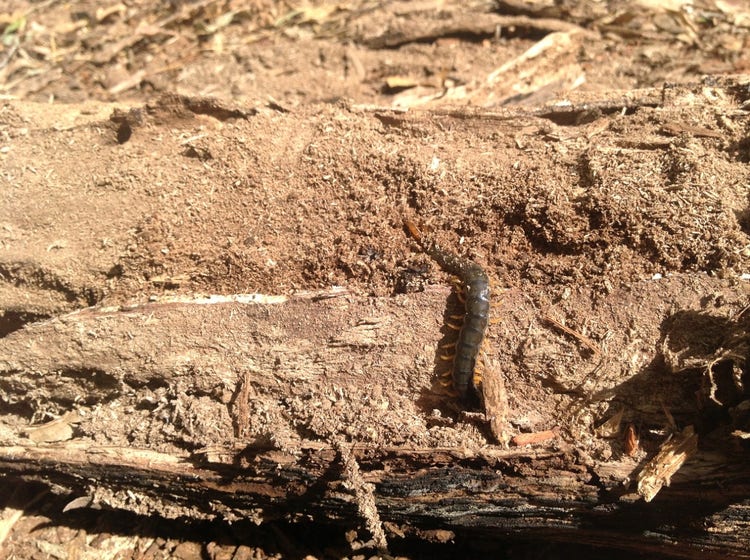 Centipede on the ground with a flattish body and legs protruding from both sides.