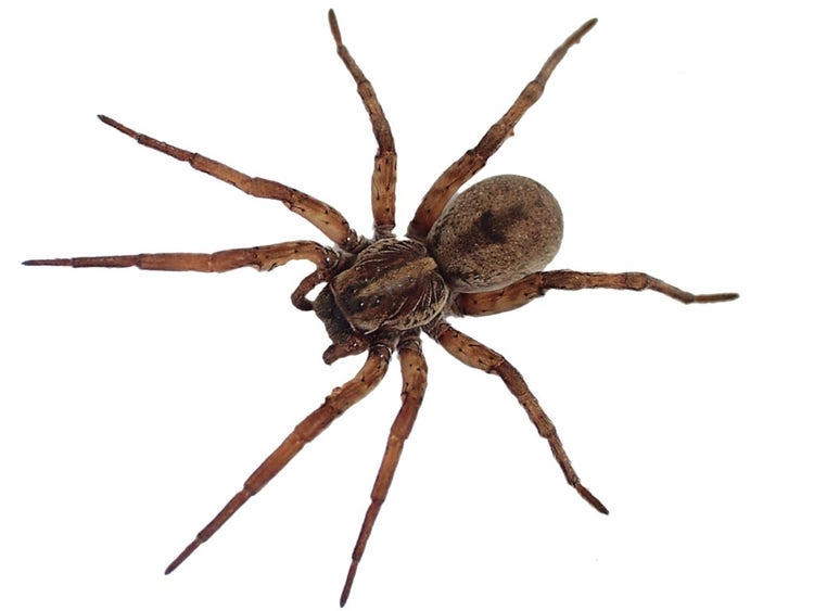 Wolf spider with 8 legs and a patterned cephalothorax and abdomen.