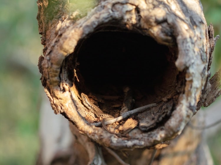 Skink lizard inside the entrance to a hollow on a tree