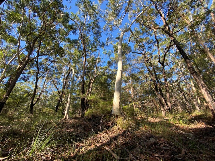 Bushland with trees, grasses, trees and fallen leaves, sticks and logs.