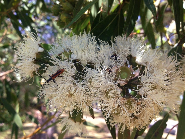 Beetles in gum blossom flowers