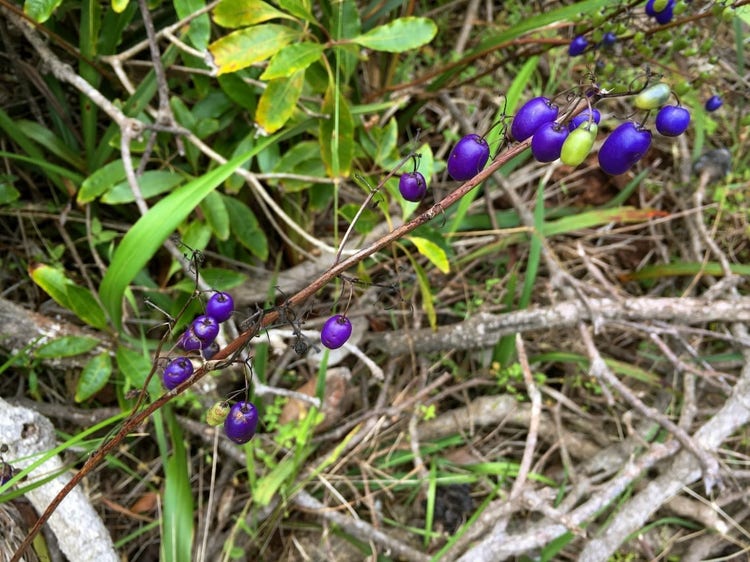 Grassy plant with round fleshy purple berries growing on stems.
