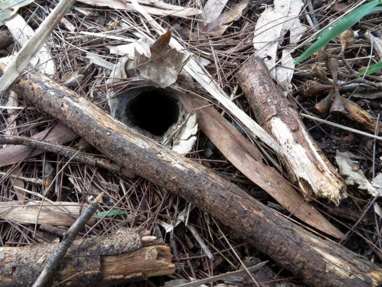 Silk-lined small round burrow in leaf litter.