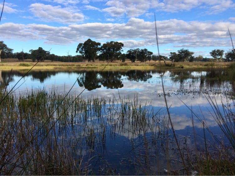 Large area of water with reeds growing around the edges